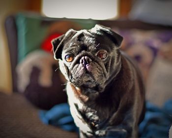 Close-up portrait of dog