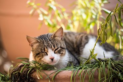 Portrait of cat on plant