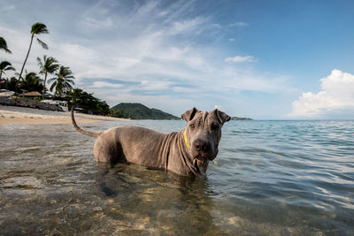 Horse on beach against sky