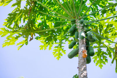 Low angle view of fruits on tree against sky