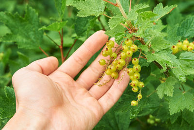 Cropped image of hand holding fruit