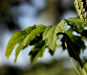 Close-up of leaves