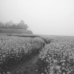 Scenic view of field against clear sky