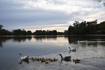 Swans swimming in lake against sky