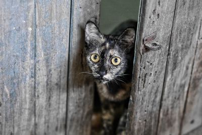 Close-up portrait of a cat