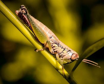 Close-up of insect on leaf