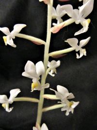 Close-up of white flowers