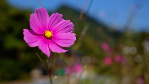 Close-up of purple flowers blooming outdoors