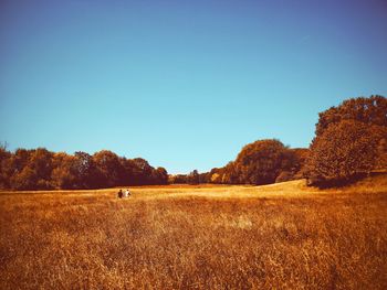 Scenic view of field against clear blue sky