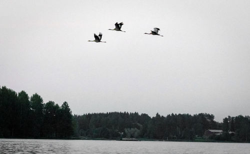 Birds flying in the sky
