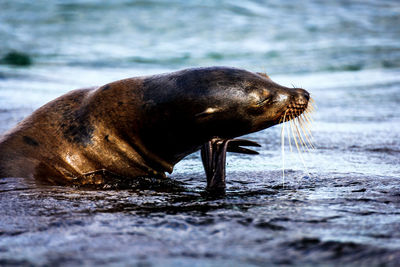 Close-up of sea lion against sky