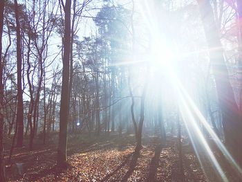 Trees in forest during autumn