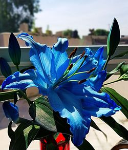 Close-up of blue flowers blooming outdoors