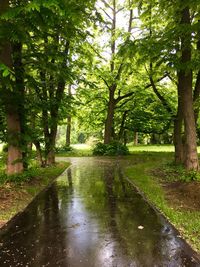 Wet dirt road amidst trees in forest