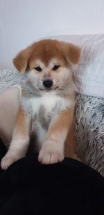 Portrait of dog lying down on bed