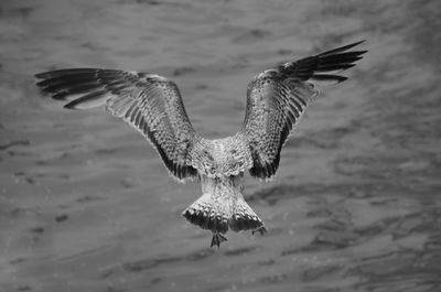 Close-up of eagle flying