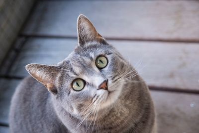 Close-up portrait of cat