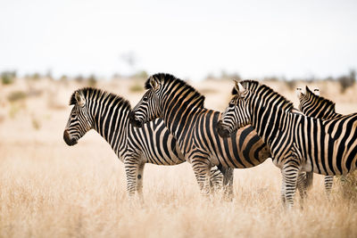 Zebras in a field