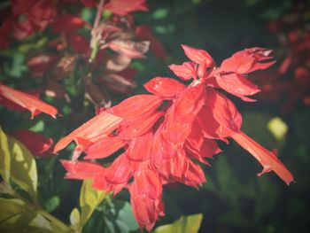 Close-up of wet red flower
