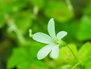 Close-up of white flower