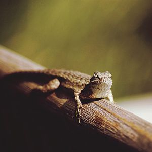 Close-up of lizard on wood