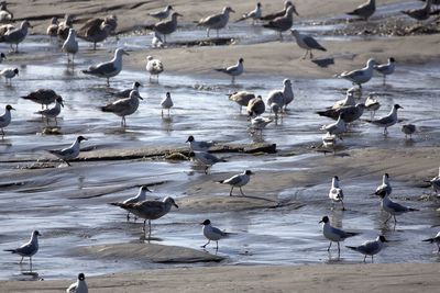 Flock of seagulls on beach