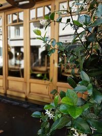 Potted plant in greenhouse