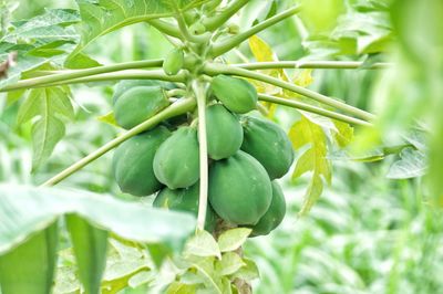 Close-up of fruit growing on plant