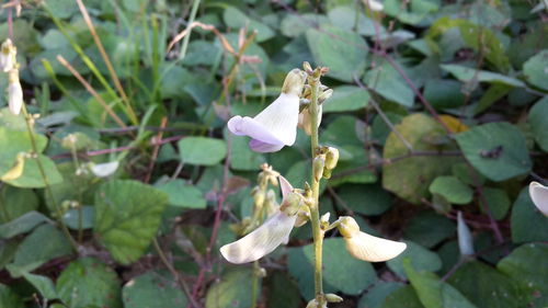 Close-up of white flowers blooming outdoors