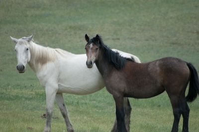 Horses standing on field