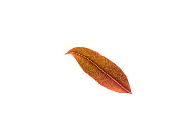 Close-up of autumn leaves on white background