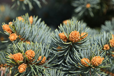 Close-up of pine cones on tree