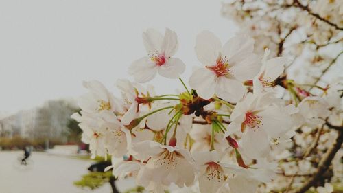 Close-up of flower tree against sky