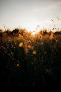 Close-up of wheat field against sky