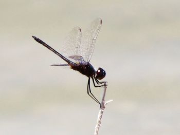 Close-up of dragonfly