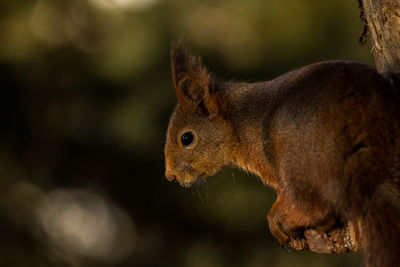 Close-up of squirrel