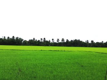 Scenic view of field against clear sky