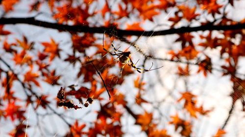 Low angle view of insect on tree