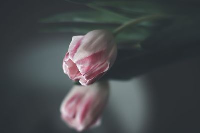 Close-up of white flower