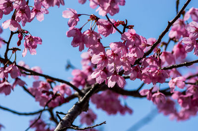 Low angle view of cherry blossom