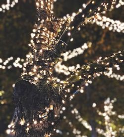 Close-up of water drops on tree