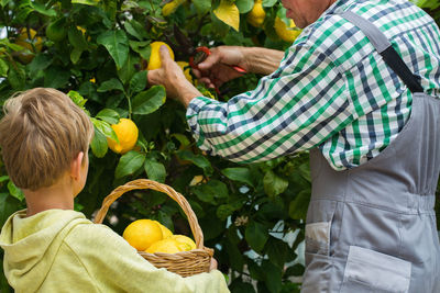 Senior farmer, man, grandfather with young boy, grandson harvesting lemons from the lemon tree