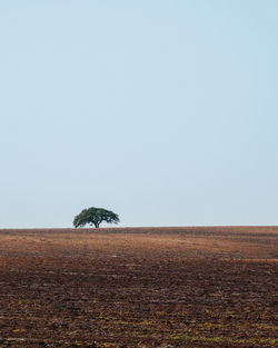 A lonely three in alentejo landscape