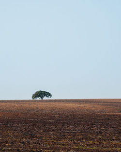 Scenic view of field against clear sky