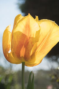 Close-up of yellow rose flower