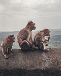 Monkey sitting on the shore