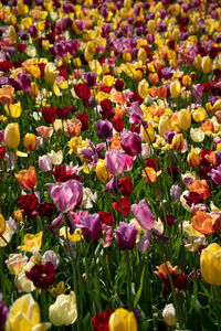 Full frame shot of purple tulips