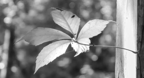 Close-up of leaves against blurred background