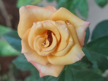 Close-up of rose flower