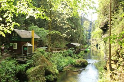 Scenic view of river amidst trees in forest